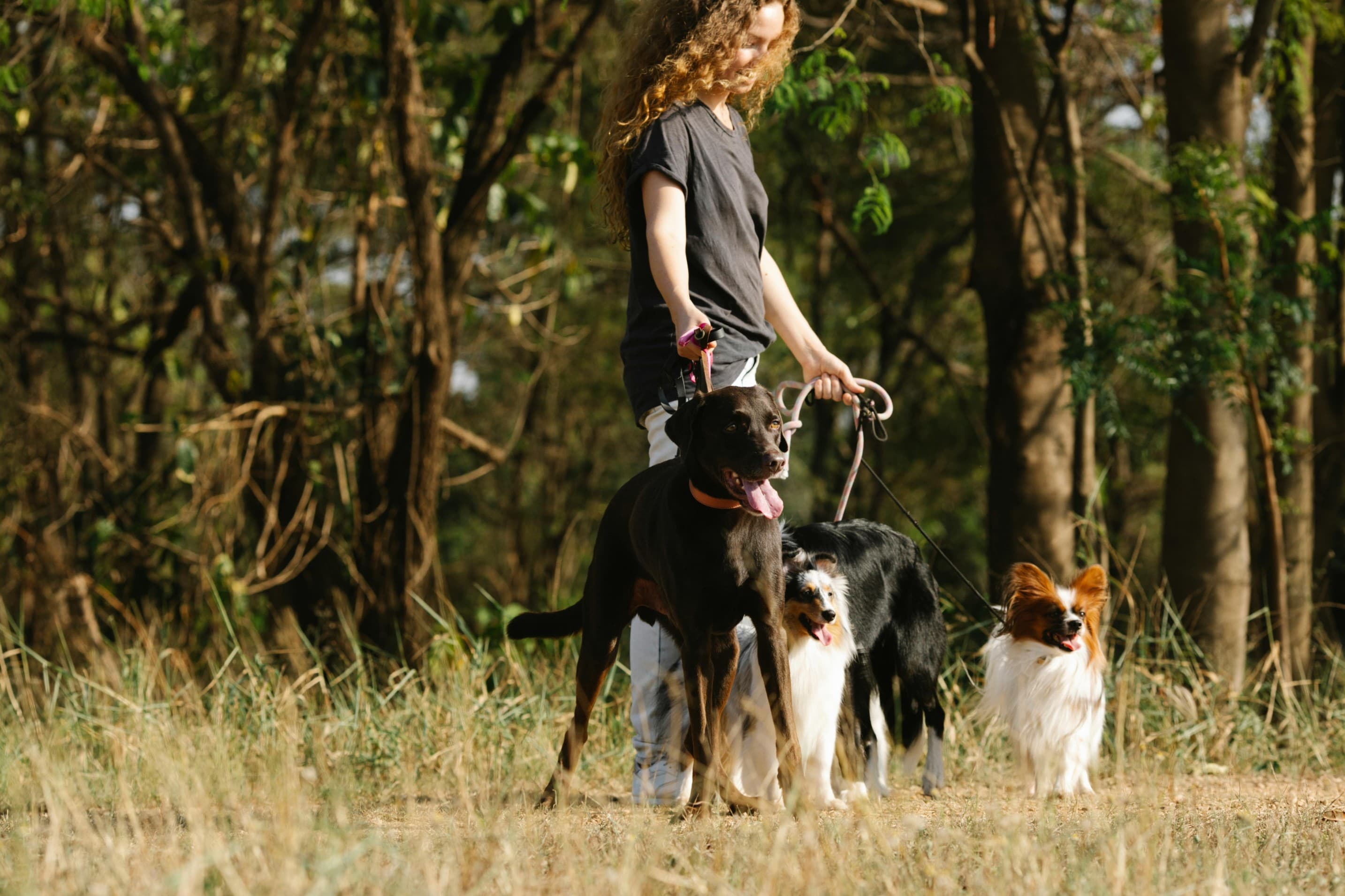 Dog Park