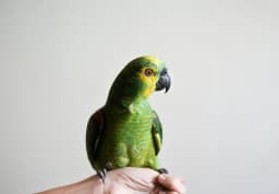 Parrot